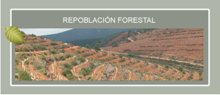 Repoblaciones Forestales